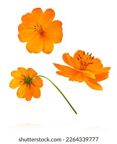 Beautiful orange cosmos flower falling in the air isolated on white background. Levitation or zero gravity flowers conception. Creative floral layout. High resolution image - Shutterstock ID 2264339777