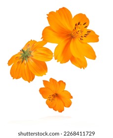 Beautiful orange cosmos flower falling in the air isolated on white background. Levitation or zero gravity flowers conception. Creative floral layout. High resolution image