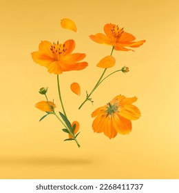 Beautiful orange cosmos flower falling in the air isolated on yellow background. Levitation or zero gravity flowers conception. Creative floral layout. High resolution image