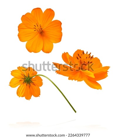 Beautiful orange cosmos flower falling in the air isolated on white background. Levitation or zero gravity flowers conception. Creative floral layout. High resolution image