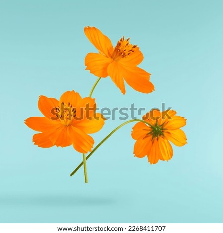 Beautiful orange cosmos flower falling in the air isolated on turquoise background. Levitation or zero gravity flowers conception. Creative floral layout. High resolution image