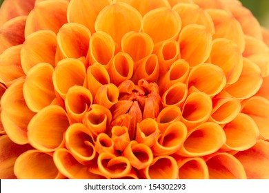 A Beautiful Orange Dahlia