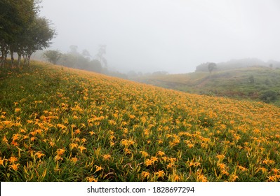 Beautiful orange daylilies (Hemerocallis) blooming in a flower field on the hillside on a foggy summer morning, in Liushidan-Shan Mountain, Fuli, Hualien, Taiwan