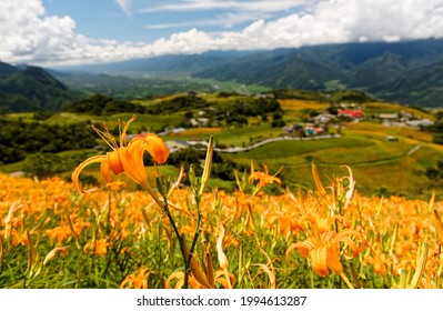 Beautiful orange daylily flowers (Hemerocallis) blooming on the rolling hillside of Liushidan Mountain, which overlooks East Rift Valley on a sunny cloudy summer day, in Fuli Township, Hualien, Taiwan