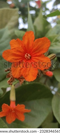 A beautiful Orange flower. 
#flowers #beautifulflowers #orange #home #trees #shutterstock