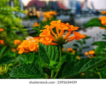 beautiful orange flower in the garden at oldcity jakarta indonesia
