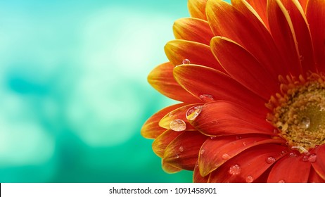 Beautiful orange flower Gerbera with water drops on turquoise abstract background. 