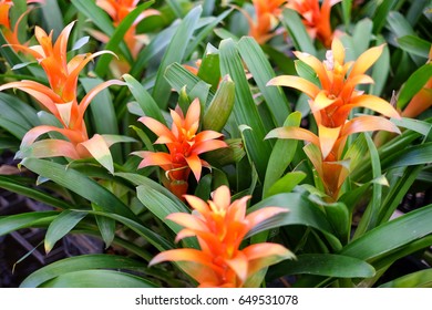 Beautiful Orange Flower Tufted Airplant Farm