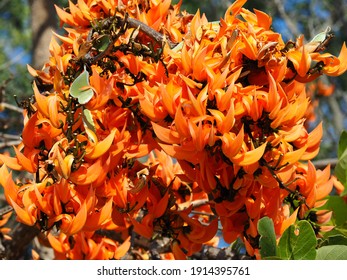Beautiful orange flowers, Bastard teak, Bengal Kino, Kino tree, Flame of the forest flowers.