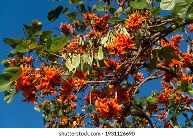 Beautiful orange flowers of Bastard teak, Bengal kino, Kino tree, Flame of the forest blooming against the blue sky on sunny day.