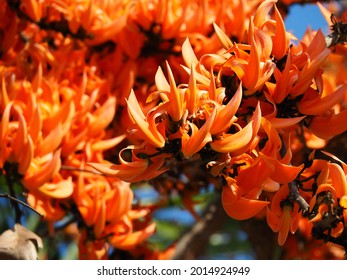 Beautiful orange flowers, Bastard teak, Bengal Kino, Kino tree, Flame of the forest flowers.