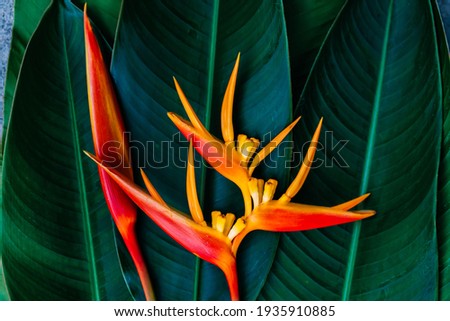 Beautiful orange flowers (Bird of paradise)
