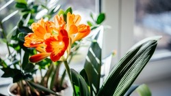 Beautiful Orange Flowers Of Clivia Miniata Home Plant