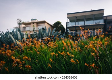 Beautiful orange flowers and homes in La Jolla, California.