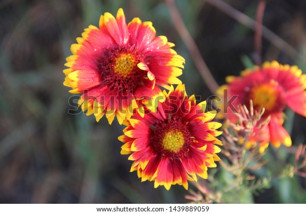 Beautiful Orange Flowers Morning Dew Drops Stock Photo Edit Now