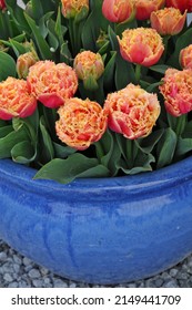 Beautiful Orange Fringe Tulips In Blue Ceramic Planter