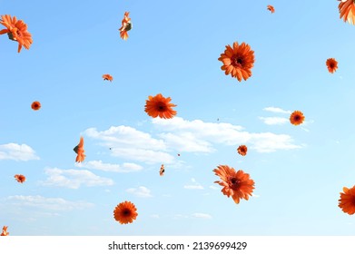 Beautiful orange gerbera daisy flowers flying. Blue sky with clouds in the background. Surreal aesthetic outdoor spring concept.