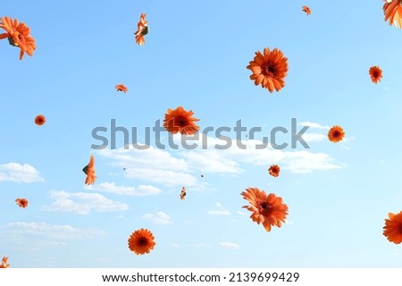 Beautiful orange gerbera daisy flowers flying. Blue sky with clouds in the background. Surreal aesthetic outdoor spring concept.