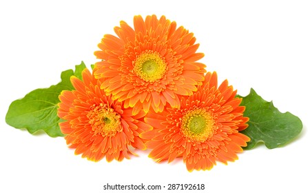 beautiful Orange gerbera flower isolated on white background - Powered by Shutterstock