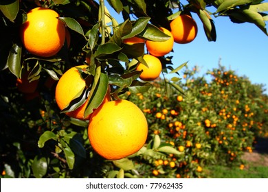 Beautiful orange groves of Florida on a sunny day