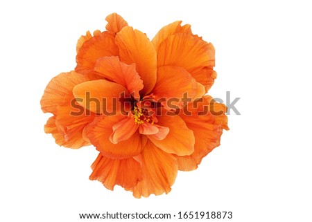 Beautiful orange Hibiscus flower isolated on white background.