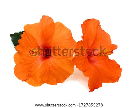 beautiful Orange hibiscus flower isolated on white background