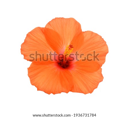 beautiful orange hibiscus flower isolated on white background