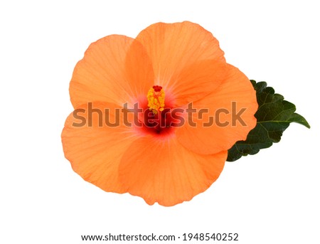 beautiful orange Hibiscus flower, isolated on white background