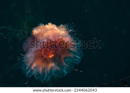 Beautiful orange jellyfish. Drymonema dalmatinum spreads hood showing its beautiful colors. Marine life and dangerous species. Sighting of large North Sea jellyfish, climate emergency and pollution.