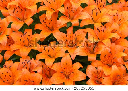 Beautiful orange lilies are wet from a summer rain shower.