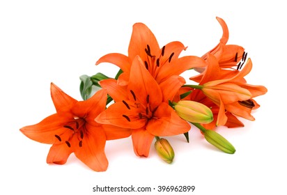 Beautiful Orange Lily Flowers Isolated On White Background