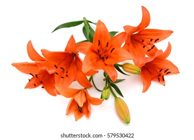 Beautiful Orange Lily Flowers Isolated On White Background
