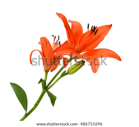 beautiful orange lily flowers isolated on white background