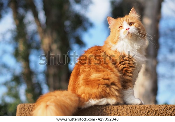 Beautiful Orange Long Haired Bi Color Stock Photo Edit Now 429052348