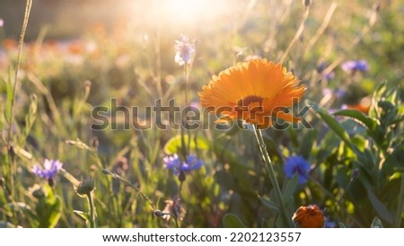 Similar – Image, Stock Photo marigold, medicinal herb with flower