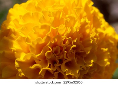 beautiful orange marigold flower close up shot with selective focus. French marigolds background. Orange floral background. Orange marigolds.  - Powered by Shutterstock