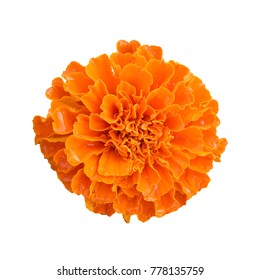 beautiful orange marigold flower isolated on white background with clipping path