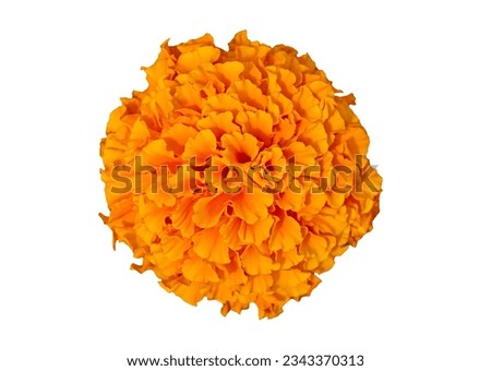 Beautiful orange marigold flower isolated on white background. Bright orange tagetes, African marigolds flower. Orange head flower of cempasuchil used in Mexico s altars on the day of dead