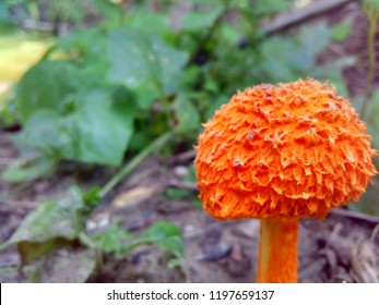 56 Mushroom hd wallpaper Images, Stock Photos & Vectors | Shutterstock