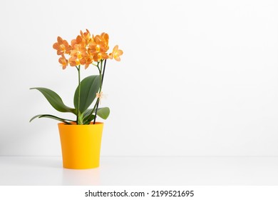 Beautiful orange orchid in pot on white background. Orange orchid flowers bouquet on white table.
