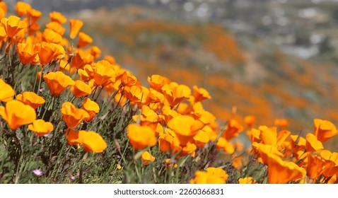 beautiful orange poppies blooming during super bloom in California - Shutterstock ID 2260366831