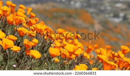 beautiful orange poppies blooming during super bloom in California