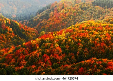 Beautiful orange and red autumn forest, many trees on the orange hills, Bohemian Switzerland National Park, Czech Republic.
