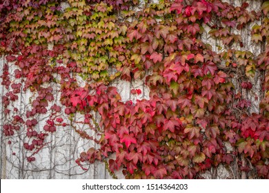 Beautiful orange, red and purple ivy leaves crawl across a cement wall. Autumn or fall background. 
