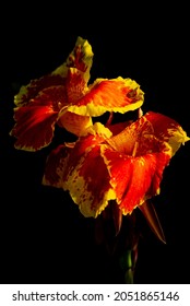Beautiful orange red with yellow edge tropical flower against black background. Canna flower also called canna lily . Beautiful orange and yellow tropical flowers close up.
