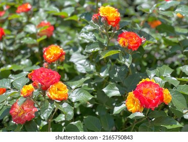 Beautiful Orange Red Yellow Floribunda Rose Rumba Rosa Rhumba Rosa Cuba Dance.