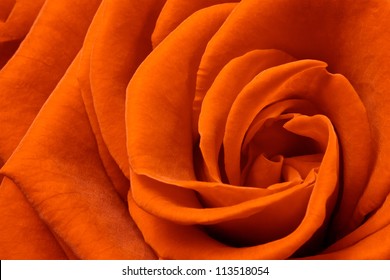 Beautiful Orange Rose Close Up