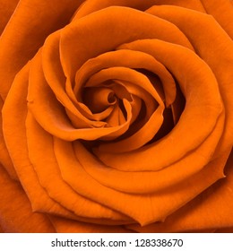 Beautiful Orange Rose Close Up