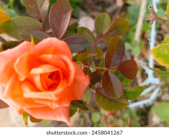 beautiful orange rose close up - Powered by Shutterstock