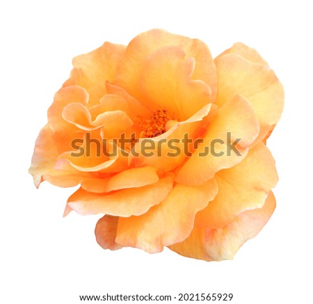 Beautiful orange rose flower isolated on white background. Natural floral background. Floral design element